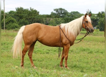 American Quarter Horse, Ruin, 10 Jaar, 142 cm, Palomino