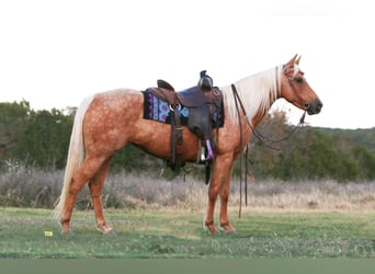 American Quarter Horse, Ruin, 10 Jaar, 142 cm, Palomino