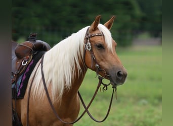 American Quarter Horse, Ruin, 10 Jaar, 142 cm, Palomino