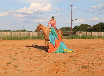 American Quarter Horse, Ruin, 10 Jaar, 142 cm, Palomino