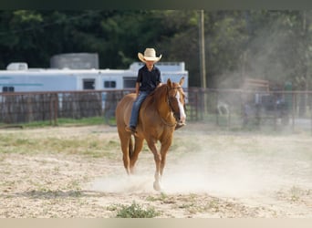 American Quarter Horse, Ruin, 10 Jaar, 142 cm, Red Dun