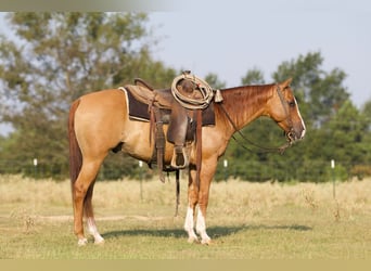 American Quarter Horse, Ruin, 10 Jaar, 142 cm, Red Dun