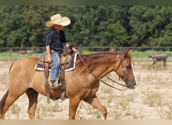 American Quarter Horse, Ruin, 10 Jaar, 142 cm, Red Dun