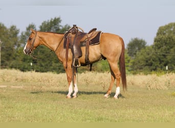 American Quarter Horse, Ruin, 10 Jaar, 142 cm, Red Dun