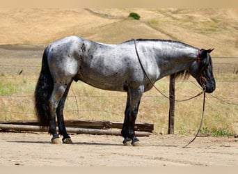 American Quarter Horse, Ruin, 10 Jaar, 142 cm, Roan-Blue