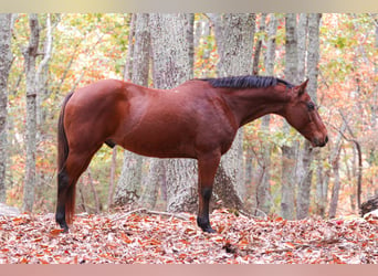 American Quarter Horse, Ruin, 10 Jaar, 142 cm, Roodbruin