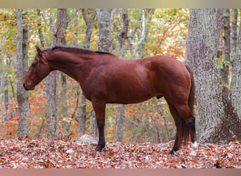 American Quarter Horse, Ruin, 10 Jaar, 142 cm, Roodbruin