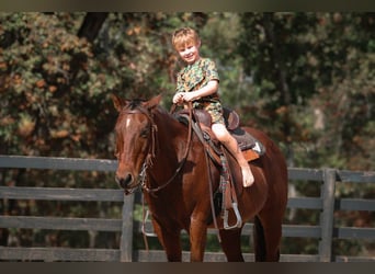 American Quarter Horse, Ruin, 10 Jaar, 142 cm, Roodbruin