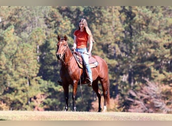 American Quarter Horse, Ruin, 10 Jaar, 142 cm, Roodbruin