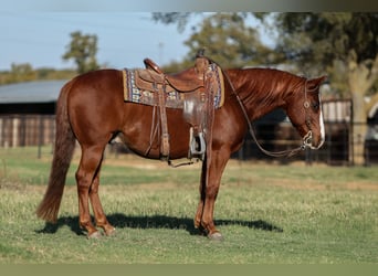 American Quarter Horse, Ruin, 10 Jaar, 142 cm, Roodvos