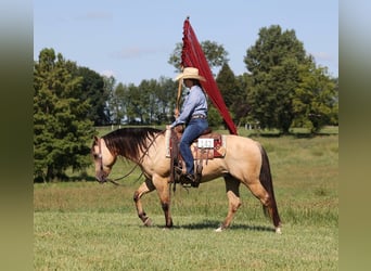 American Quarter Horse, Ruin, 10 Jaar, 145 cm, Buckskin