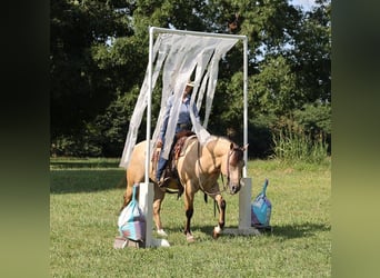 American Quarter Horse, Ruin, 10 Jaar, 145 cm, Buckskin