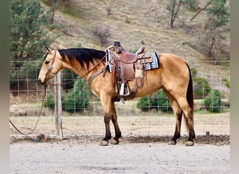 American Quarter Horse, Ruin, 10 Jaar, 147 cm, Buckskin