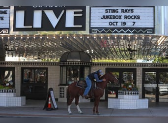 American Quarter Horse, Ruin, 10 Jaar, 147 cm, Donkere-vos