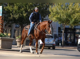 American Quarter Horse, Ruin, 10 Jaar, 147 cm, Donkere-vos