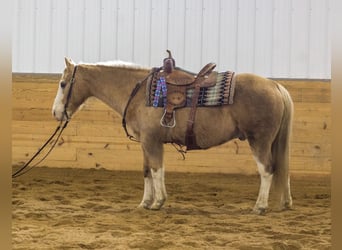 American Quarter Horse, Ruin, 10 Jaar, 147 cm, Palomino