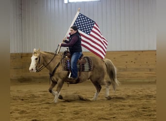 American Quarter Horse, Ruin, 10 Jaar, 147 cm, Palomino