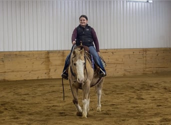 American Quarter Horse, Ruin, 10 Jaar, 147 cm, Palomino