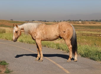American Quarter Horse, Ruin, 10 Jaar, 147 cm, Palomino
