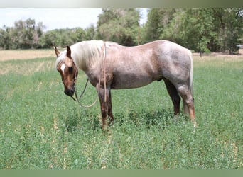 American Quarter Horse, Ruin, 10 Jaar, 147 cm, Palomino