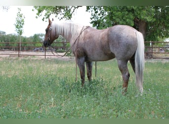 American Quarter Horse, Ruin, 10 Jaar, 147 cm, Palomino