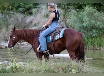 American Quarter Horse, Ruin, 10 Jaar, 147 cm, Roodvos