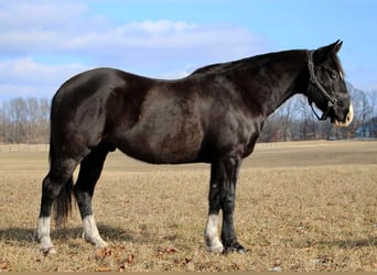 American Quarter Horse, Ruin, 10 Jaar, 147 cm, Zwart