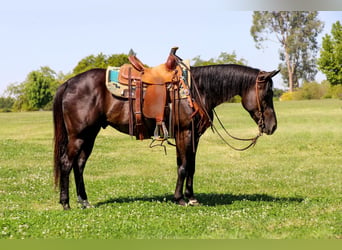 American Quarter Horse, Ruin, 10 Jaar, 147 cm, Zwart