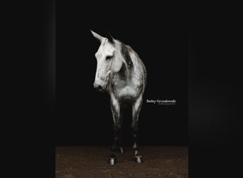 American Quarter Horse, Ruin, 10 Jaar, 150 cm, Appelschimmel