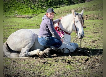 American Quarter Horse, Ruin, 10 Jaar, 150 cm, Appelschimmel