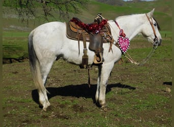 American Quarter Horse, Ruin, 10 Jaar, 150 cm, Appelschimmel