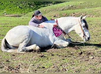 American Quarter Horse, Ruin, 10 Jaar, 150 cm, Appelschimmel