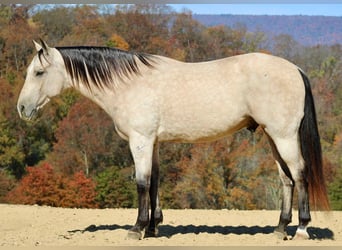 American Quarter Horse, Wallach, 10 Jahre, 150 cm, Buckskin