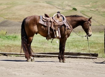 American Quarter Horse, Ruin, 10 Jaar, 150 cm, Buckskin