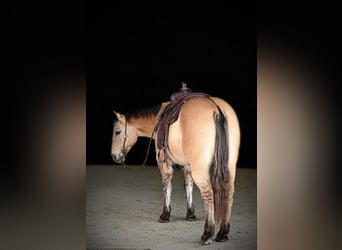 American Quarter Horse, Ruin, 10 Jaar, 150 cm, Buckskin