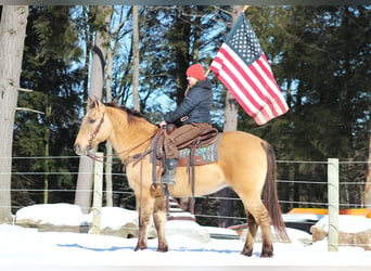 American Quarter Horse, Ruin, 10 Jaar, 150 cm, Buckskin