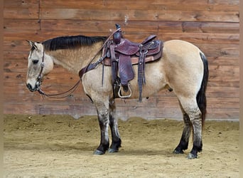 American Quarter Horse, Ruin, 10 Jaar, 150 cm, Buckskin