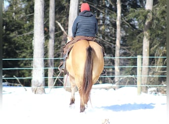 American Quarter Horse, Ruin, 10 Jaar, 150 cm, Buckskin