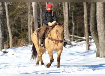 American Quarter Horse, Ruin, 10 Jaar, 150 cm, Buckskin