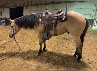 American Quarter Horse, Ruin, 10 Jaar, 150 cm, Buckskin