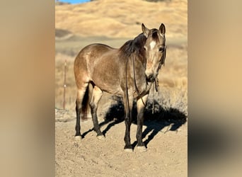 American Quarter Horse, Ruin, 10 Jaar, 150 cm, Buckskin