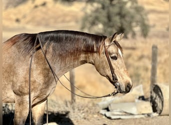 American Quarter Horse, Ruin, 10 Jaar, 150 cm, Buckskin