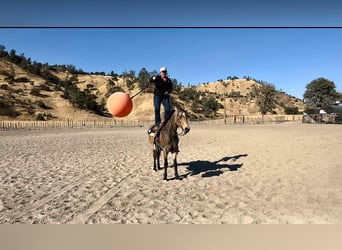 American Quarter Horse, Ruin, 10 Jaar, 150 cm, Buckskin