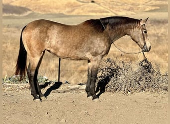 American Quarter Horse, Ruin, 10 Jaar, 150 cm, Buckskin