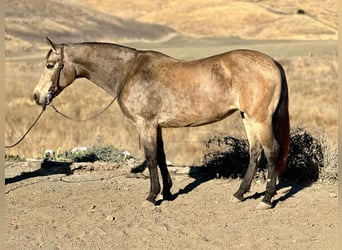 American Quarter Horse, Ruin, 10 Jaar, 150 cm, Buckskin