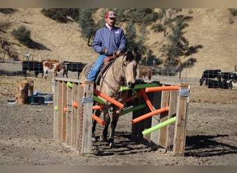 American Quarter Horse, Ruin, 10 Jaar, 150 cm, Buckskin