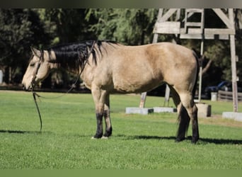 American Quarter Horse, Ruin, 10 Jaar, 150 cm, Buckskin