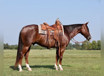 American Quarter Horse, Ruin, 10 Jaar, 150 cm, Donkere-vos