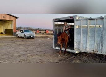 American Quarter Horse, Ruin, 10 Jaar, 150 cm, Donkere-vos