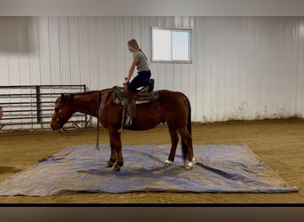 American Quarter Horse, Ruin, 10 Jaar, 150 cm, Donkere-vos